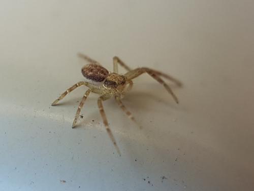 Philodromus dispar